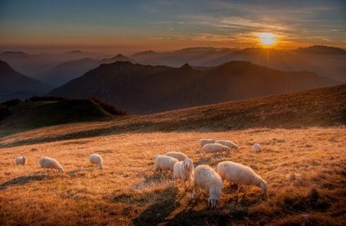 Quel est le rôle du pasteur selon la bible ?